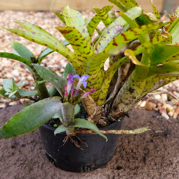 BROMELIA NEOREGELIA LILIPUTIANA