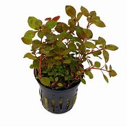 LUDWIGIA SP MINI SUPER RED