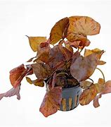 TIGER LOTUS RED -NYMPHAEA ZENKERI (BULBO)