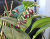 PLEUROTHALLIS RESTREPIODES