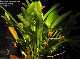 PLATYSTELE STENOSTACHYA