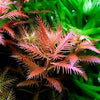 PROSERPINACA PALUSTRIS RED