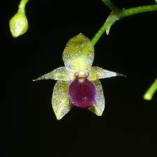 ORQUIDEA PLATYSTELE PORTILLAE