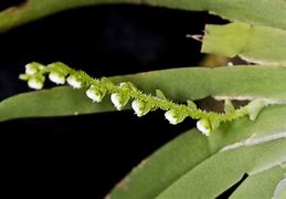 ORNITHOCEPHALUS POWELLI