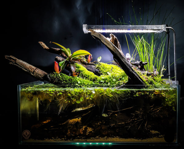 Acuarios Standar (varias medidas)