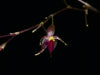 ORQUIDEA PLATYSTELE JAMBOEENSIS