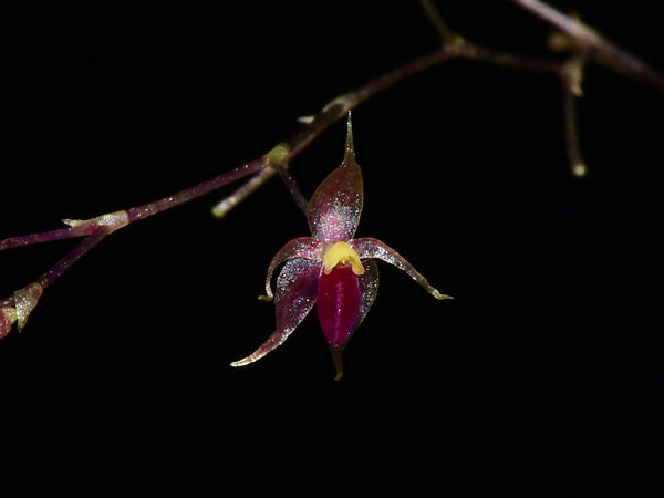ORQUIDEA PLATYSTELE JAMBOEENSIS