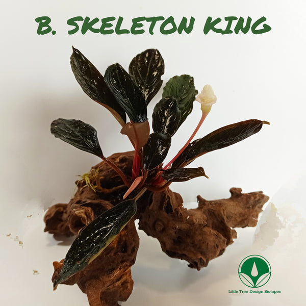 BUCEPHALANDRA SKELETON KING