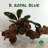BUCEPHALANDRAS ROYAL BLUE