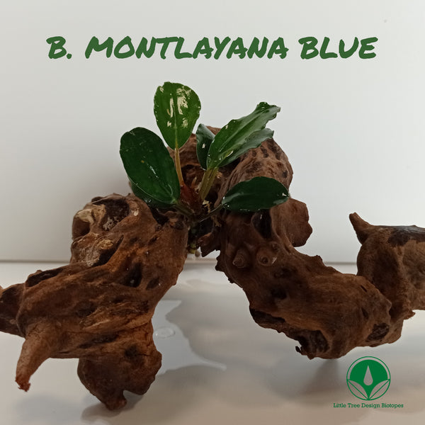 BUCEPHALANDRA MONTLAYANA RED MINI