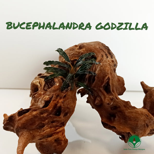 BUCEPHALANDRA GODZILLA