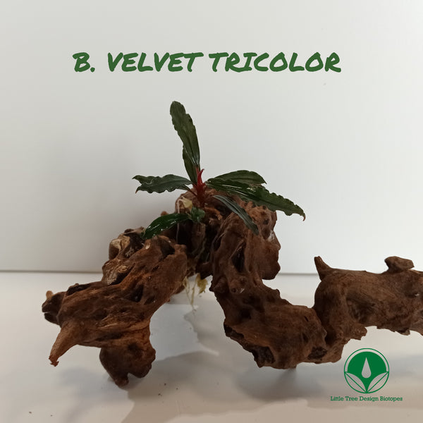 BUCEPHALANDRA VELVET TRICOLOR