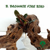 BUCEPHALANDRA BROWNIE FIRE BIRD