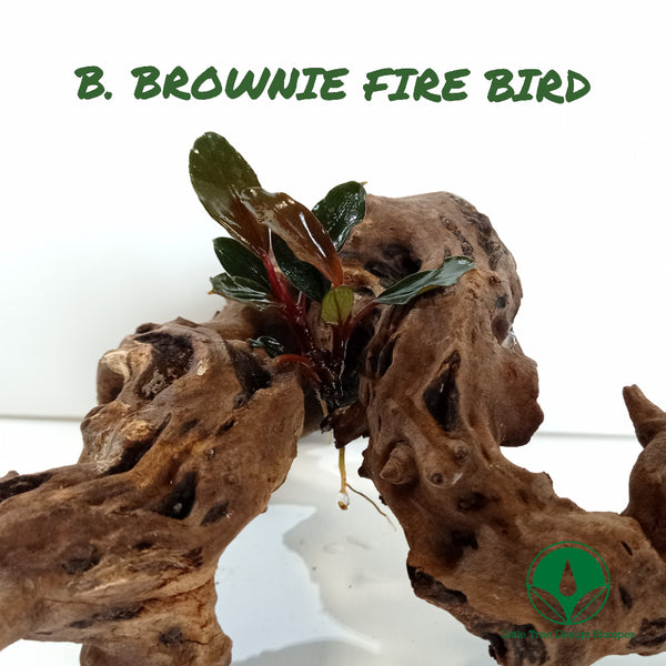BUCEPHALANDRA BROWNIE FIRE BIRD