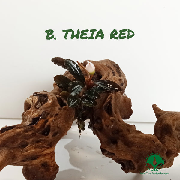 BUCEPHALANDRA THEIA RED