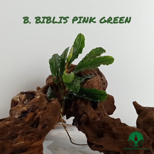 BUCEPHALANDRA BIBLIS PINK GREEN