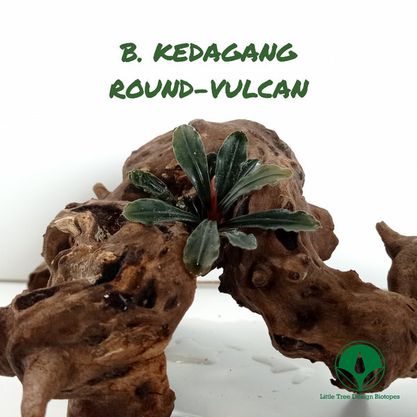 BUCEPHALANDRA KEDAGANG ROUND-VULCAN