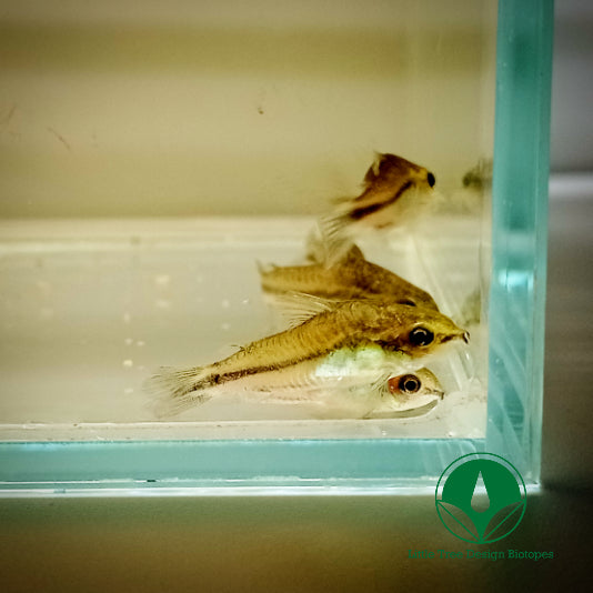 CORYDORAS PYGMAEUS