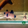 CORYDORAS PANDA