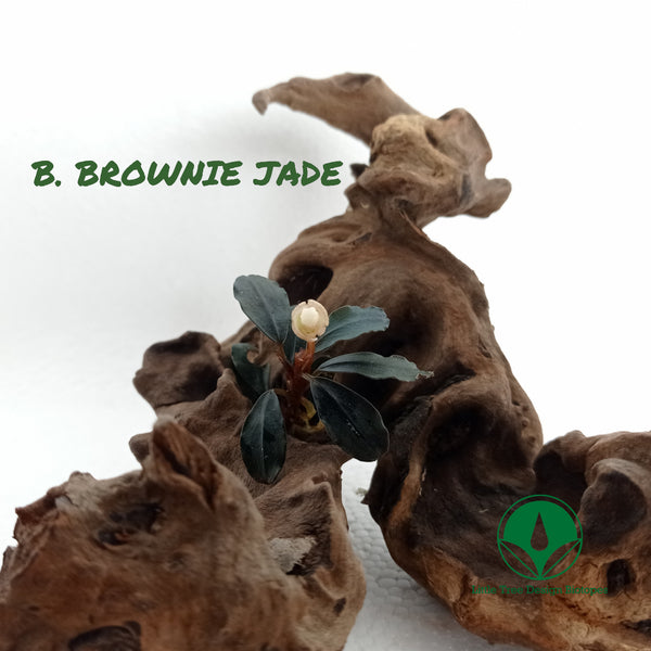 BUCEPHALANDRA BROWNIE JADE