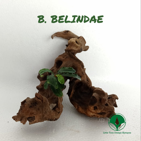 BUCEPHALANDRA BELINDAE
