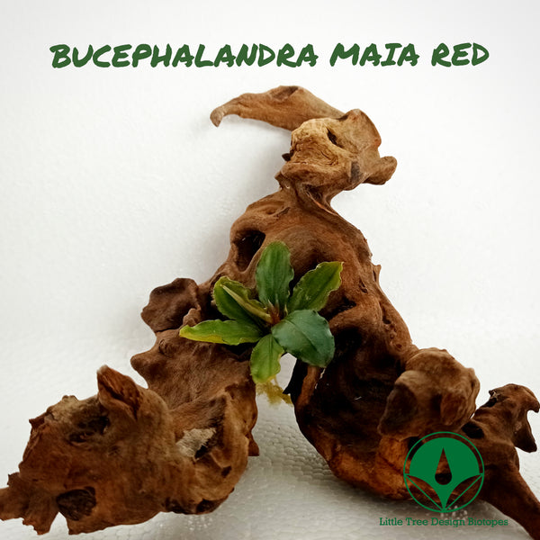BUCEPHALANDRA MAIA RED