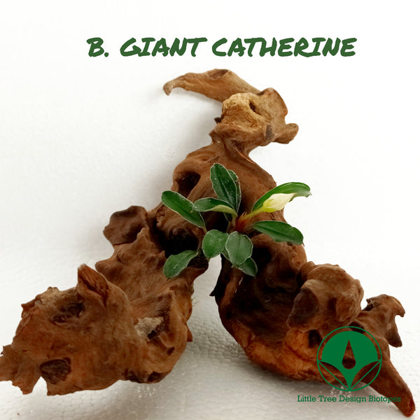 BUCEPHALANDRA GIANT CATHERINE