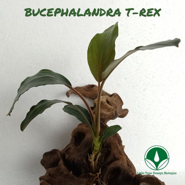 BUCEPHALANDRA T-REX