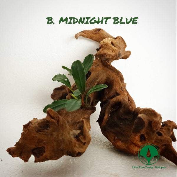 BUCEPHALANDRA MIDNIGHT BLUE