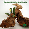 BUCEPHALANDRA ARAGON
