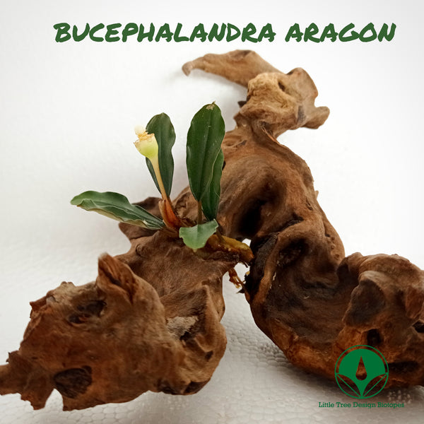 BUCEPHALANDRA ARAGON