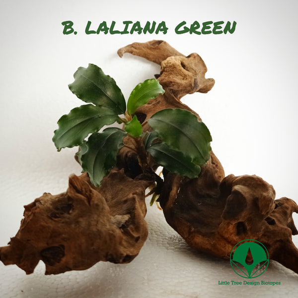 BUCEPHALANDRA LALIANA GREEN