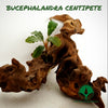 BUCEPHALANDRA CENTIPETE