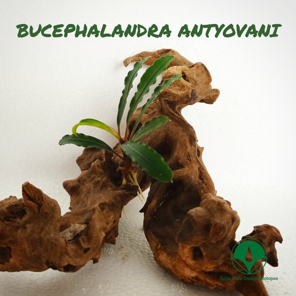 BUCEPHALANDRA ANTYOVANI