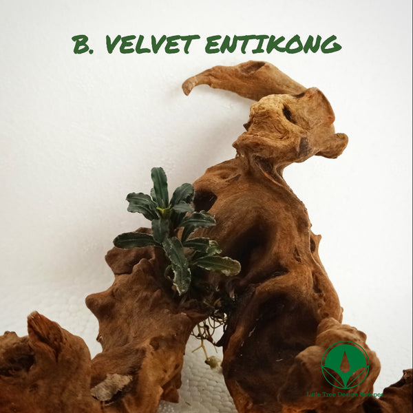 BUCEPHALANDRA VELVET ENTIKONG