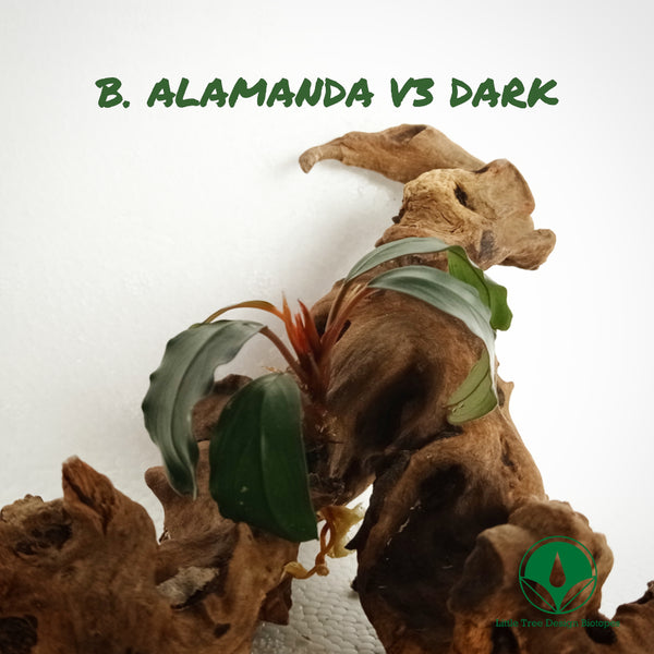 BUCEPHALANDRA V3 DARK