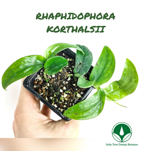 RHAPHIDOPHORA KORTHALSII