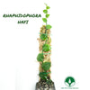 PLANTA TREPADORA RAPHIDOPHORA HAYI