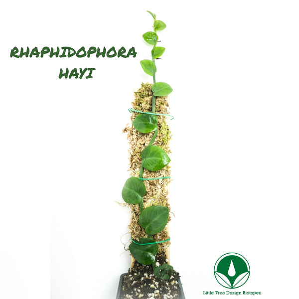 PLANTA TREPADORA RAPHIDOPHORA HAYI