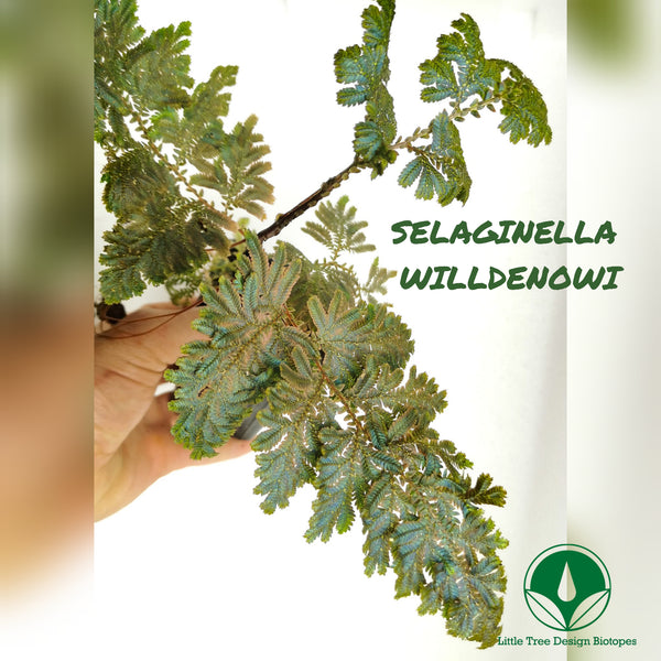 HELECHO SELAGINELLA WILLDENOWI