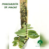 PLANTA TREPADORA MARCGRAVIA SP. MACAS