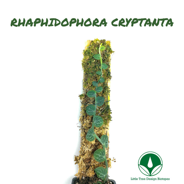 PLANTA TREPADORA RAPHIDOPHORA CRYPTANTHA