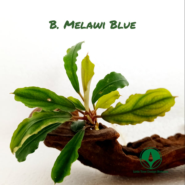 BUCEPHALANDRA MELAWI BLUE