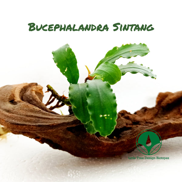 BUCEPHALANDRA SINTANG