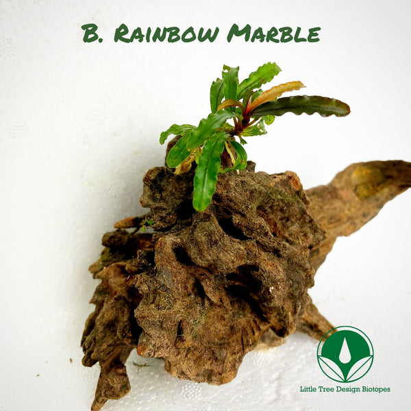 BUCEPHALANDRA RAINBOW MARBLE