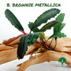 BUCEPHALANDRA BROWNIE METALLICA