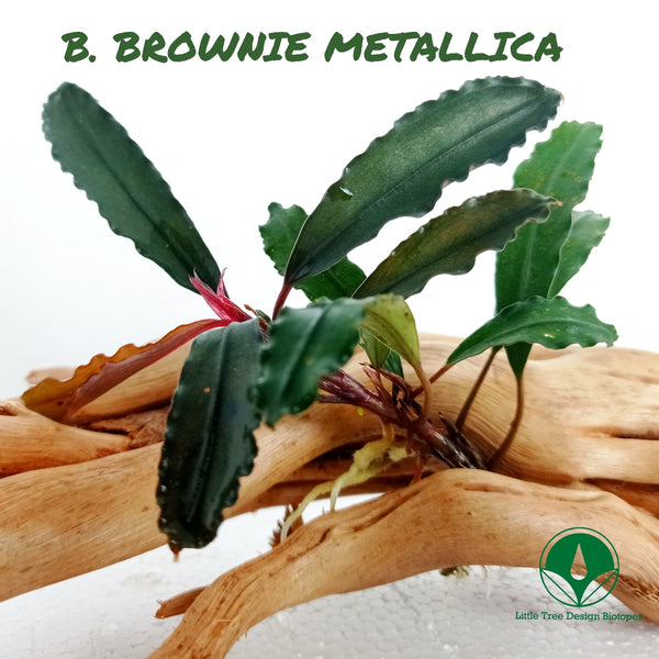 BUCEPHALANDRA BROWNIE METALLICA