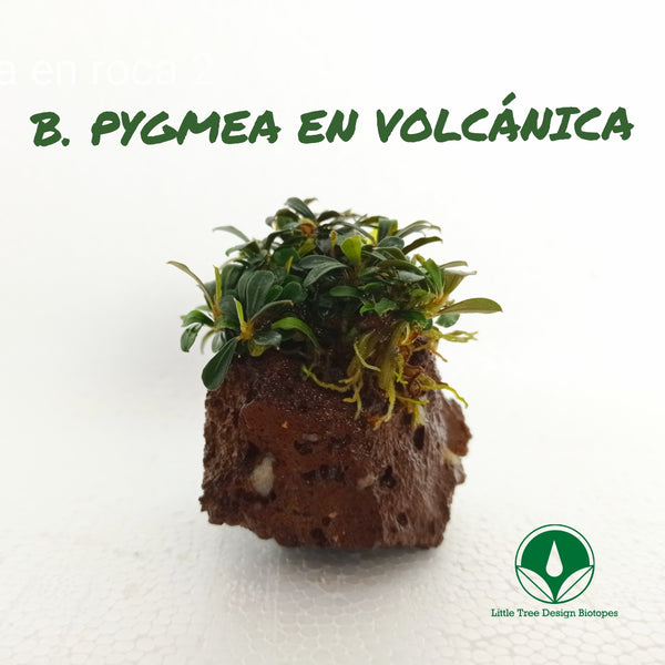 BUCEPHALANDRA PYGMEA EN PIEDRA VOLCANICA