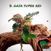 BUCEPHALANDRA GAIA SUPER RED