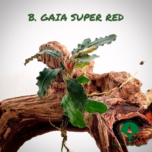 BUCEPHALANDRA GAIA SUPER RED